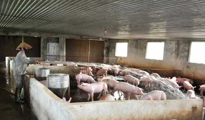 Chống nắng nóng, lắp điều hòa cho... lợn