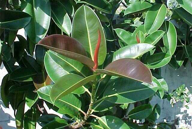 Nếu không trồng cây này trong nhà bạn đã sống phí 1 đời