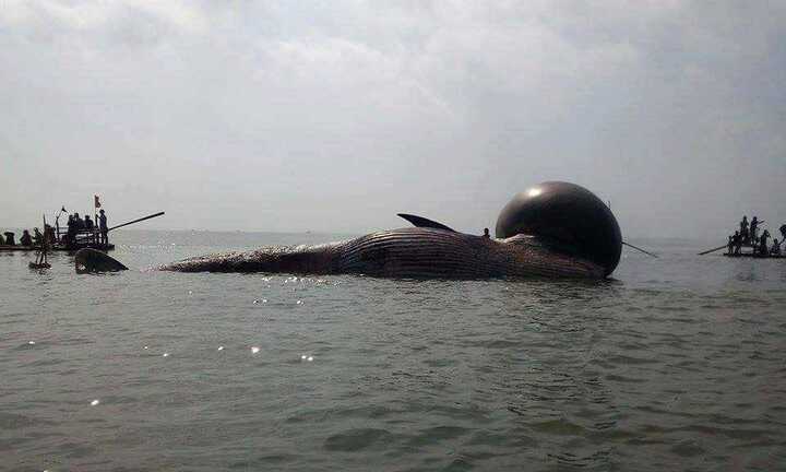 Cả làng ngừng đi biển, ở nhà để tang cá voi khổng lồ dạt vào biển Nghệ An