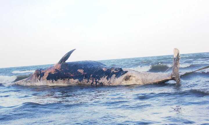 Cận cảnh trục vớt cá voi khủng ở Nghệ An