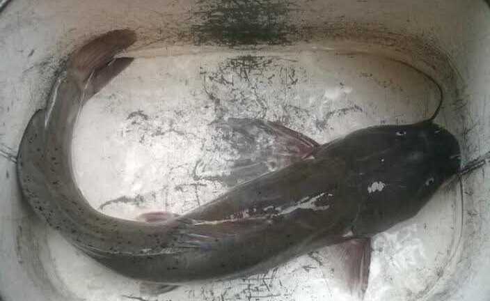 Cách phân biệt cá sông nuôi, cá sông xịn