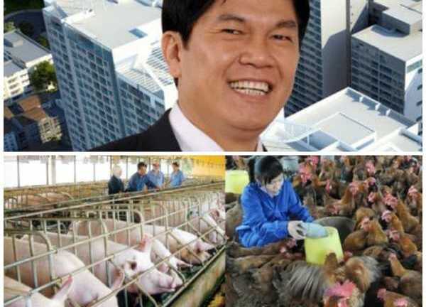 Theo chân bầu Đức, Hòa Phát đi nuôi lợn