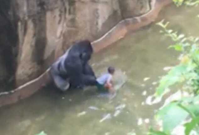 Clip: Thót tim cảnh khỉ đột tóm lấy bé 4 tuổi, lôi đi quanh rãnh nước
