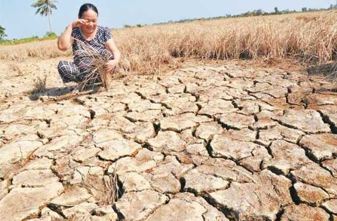 15.000 tỷ mất trắng vì xâm nhập mặn và sự kiên quyết không thay đổi của Bộ Tài chính