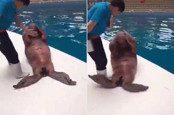 Cười vỡ bụng clip hải cẩu tập gập bụng để có cơ bụng 6 múi