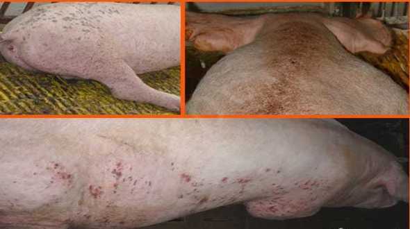 Clip: 'Phù phép' lợn ghẻ lở thành... thịt lợn Mán tươi ngon