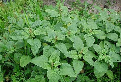 Rau dền cơm: Vị thuốc ‘trường thọ’ dễ kiếm