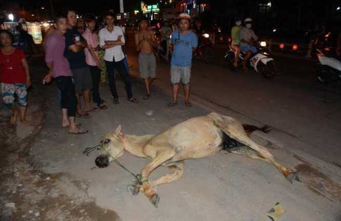 Tông phải ngựa giữa đường, tài xế xe hơi nhập viện