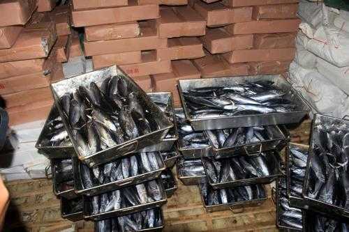 25 tấn cá nục chứa độc tố phenol: Phải kiểm nghiệm lại mẫu cá nục