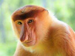 Loài khỉ mũi to nhất thế giới dùng mũi thu hút bạn tình