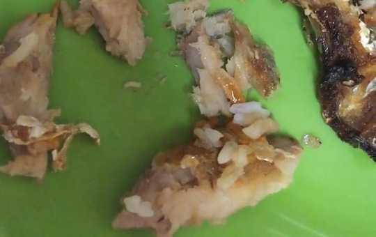 Dòi lúc nhúc trong suất cơm ký túc xá ĐHQG TP.HCM