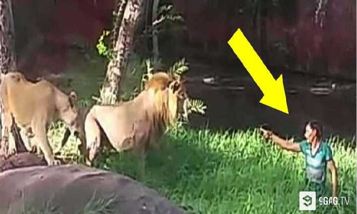 Hoảng hồn clip ‘ma men’ mò vào chuồng sư tử, đòi bắt tay chúa tể sơn lâm