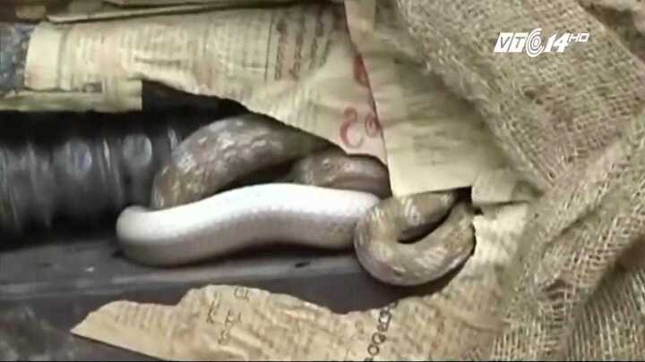 Kinh hãi rắn ồ ạt vào thành phố tấn công người ở Ấn Độ