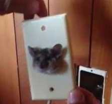 Chuột ‘nghịch dại’ chui đầu vào ổ điện