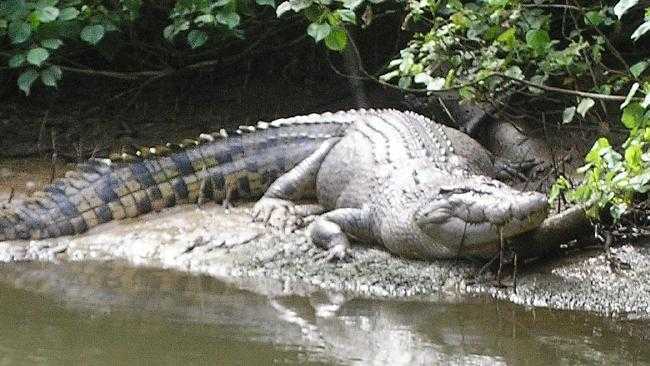 Bé 2 tuổi bị cá sấu lôi xuống hồ ở Disney World