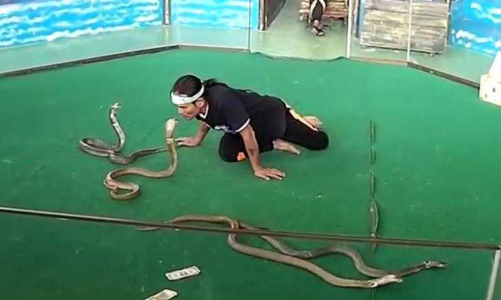 Rợn tóc gáy clip người đàn ông thủ thỉ ‘trò chuyện’, hôn rắn hổ mang