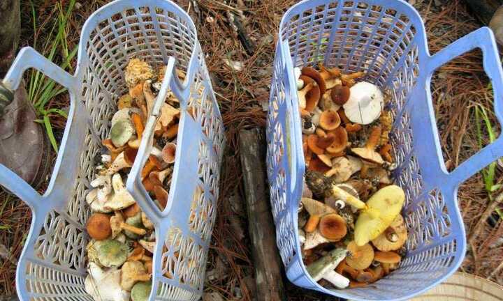 Người Hà Nội tranh mua 'thần dược giải nhiệt' giá 800.000 đồng/kg