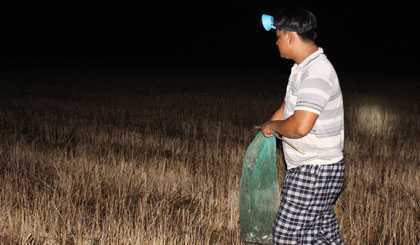 Thú vị chuyện săn nhái đêm trên cánh đồng nứt nẻ