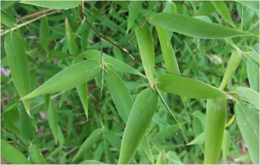 Tác dụng bất ngờ từ lá tre