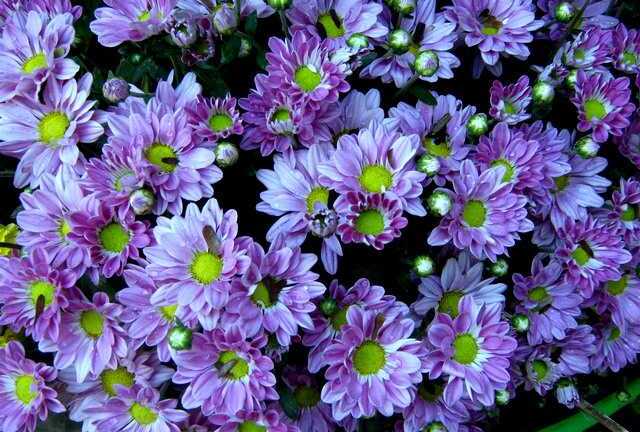 Phát hiện tác dụng giảm cân diệu kỳ của hoa cúc tím