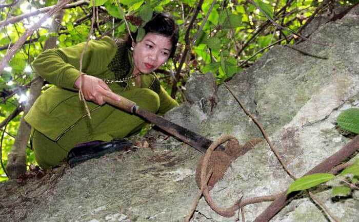 Những cây thuốc kỳ dị khắc chế bệnh xương khớp của nữ lang người Thái