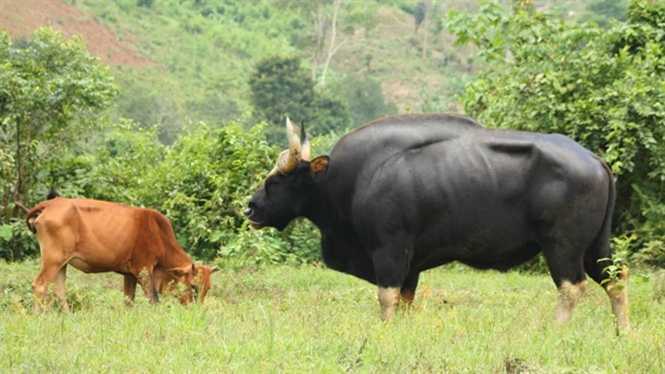 Giải mã sự thật về công dụng như ‘thần dược’ của mật bò tót