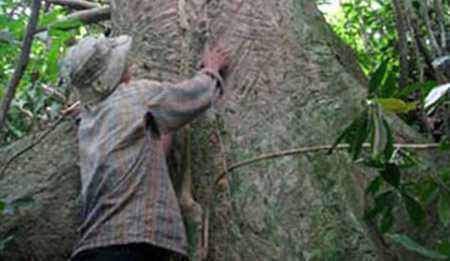 Kỳ bí thuật chế những mũi tên kịch độc trên dãy Trường Sơn