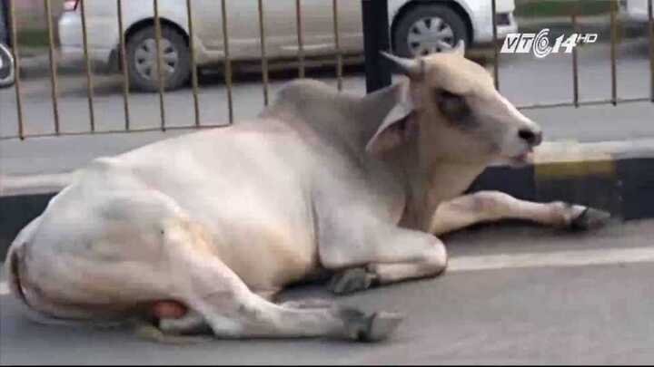 Ấn Độ muốn thành lập Bộ... Bò