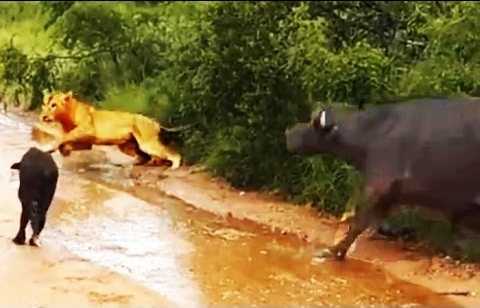 Lăm le ăn thịt nghé, sư tử bị trâu rừng đuổi chạy trối chết