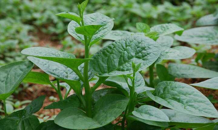 Rau mồng tơi: Dược liệu tuyệt vời chữa 