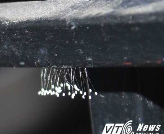 Loài hoa '3.000 năm mới nở một lần' xuất hiện liên tục tại Huế