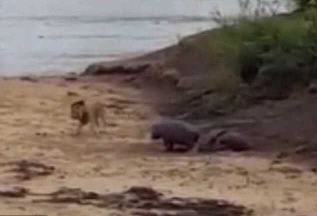 Hà mã con liều mạng đuổi đánh sư tử, bảo vệ mẹ