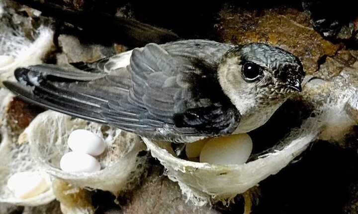 Kỳ lạ hàng ngàn chim yến đổ dồn về Sầm Sơn
