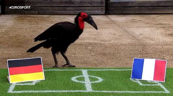 Chim tiên tri Nelson gây sốc: Đoán chính xác 4 trận tứ kết, 2 trận bán kết Euro 2016