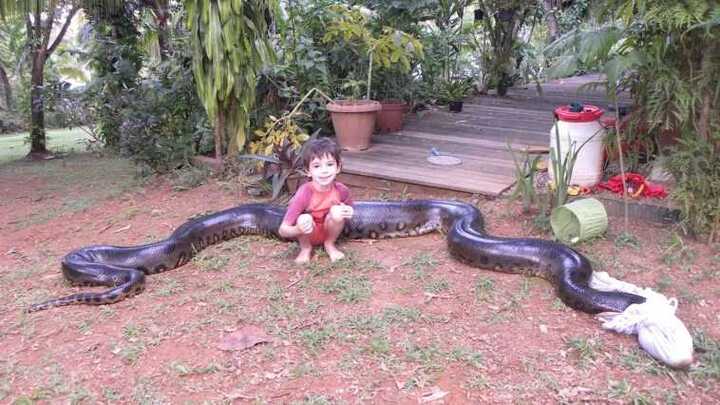 Ăn thịt chó nhà, trăn anaconda khổng lồ bị tóm gọn