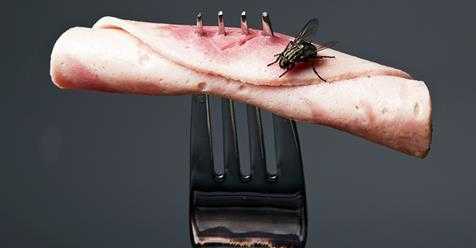 Điều gì xảy ra khi ruồi đậu vào thức ăn?