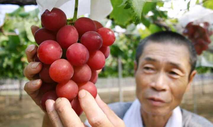 Giống nho 8 triệu đồng/quả đắt kỷ lục thế giới