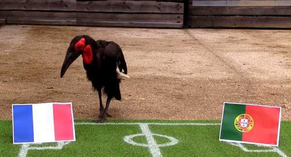 Chim tiên tri Nelson dự đoán Pháp thắng Bồ Đào Nha ở chung kết Euro 2016