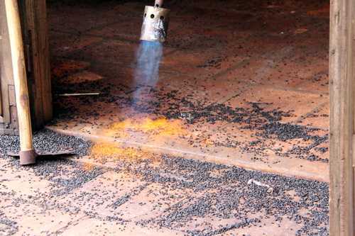 Tuyệt chiêu đơn giản xua đuổi bọ đậu đen