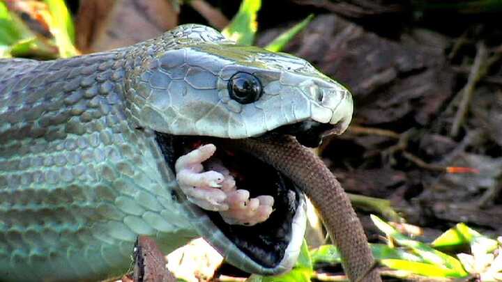 Khiếp đảm cảnh rắn độc dài nhất châu Phi xơi tái con mồi