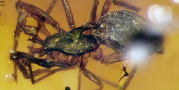 Cận cảnh hóa thạch nhện 99 triệu năm tuổi