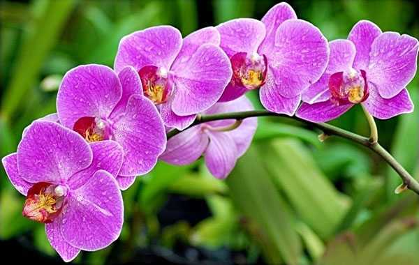Những loại hoa cấm kỵ, tuyệt đối không được đặt trên bàn thờ
