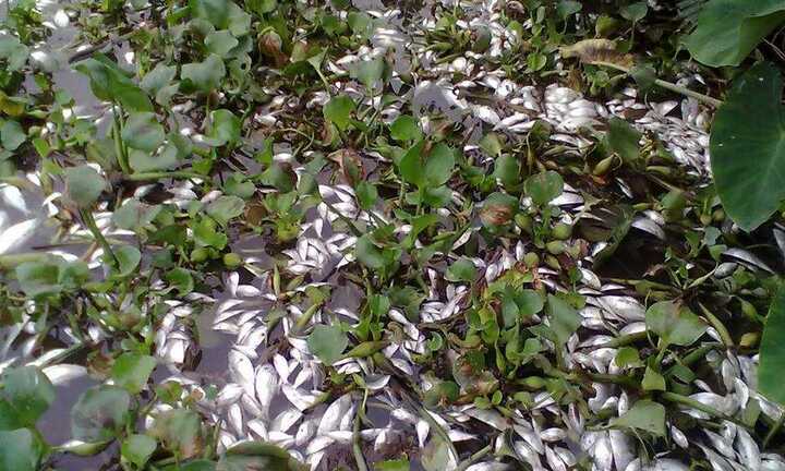 Thực hư việc cá chết hàng loạt ở Hải Dương