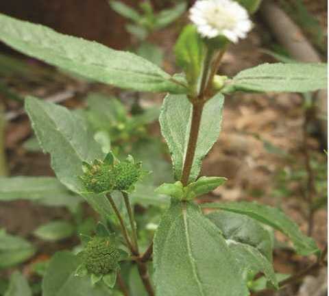 Cỏ mực: 'Thần dược' mọc dại ven đường không phải ai cũng biết