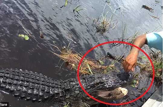 Rùng mình cảnh người đàn ông xoa đầu, cưng nựng cá sấu