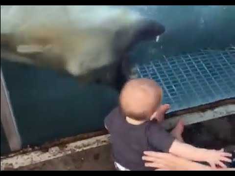 Gấu Bắc Cực nặng nửa tấn hung tợn đòi cắn em bé