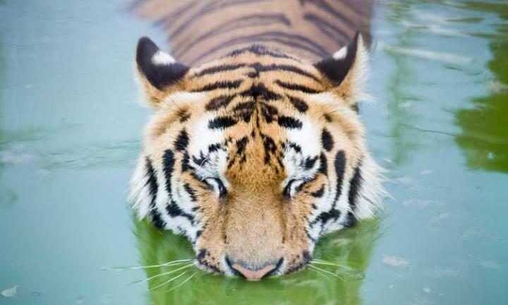 Video: Người phụ nữ bị hổ vồ đến chết trong công viên