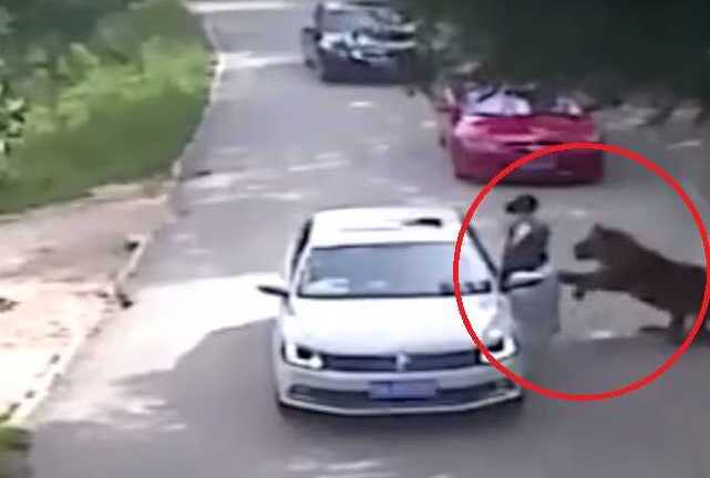 Clip sốc: Nữ du khách bị hổ vồ chết trong công viên hoang dã