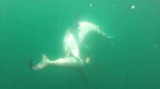 Cá mập đầu búa vùng vẫy tuyệt vọng dưới hàm sát thủ cá mập hổ