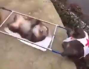 Cười lăn lộn clip khỉ làm nhân viên cứu thương